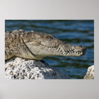 American Crocodile