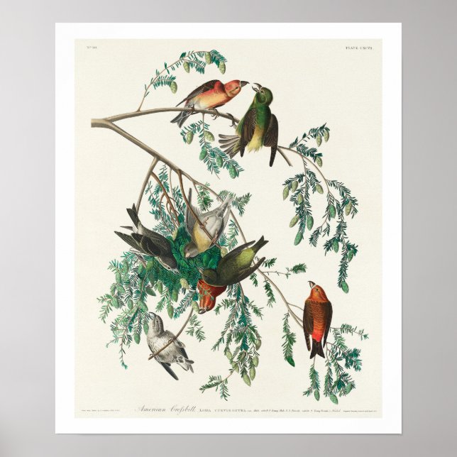 American Crossbill von Audubon Poster (Vorne)