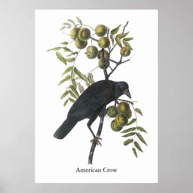 American Crow, John James Audubon Poster (Vorne)