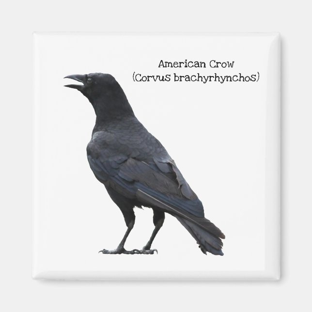 American Crow Magnet (Vorne)
