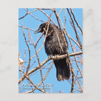 American Crow Postcard Postkarte