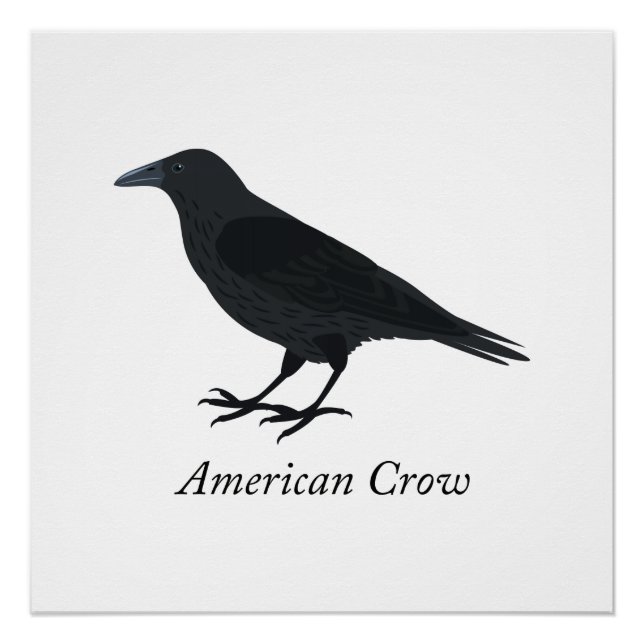 American Crow Poster (Vorderseite)