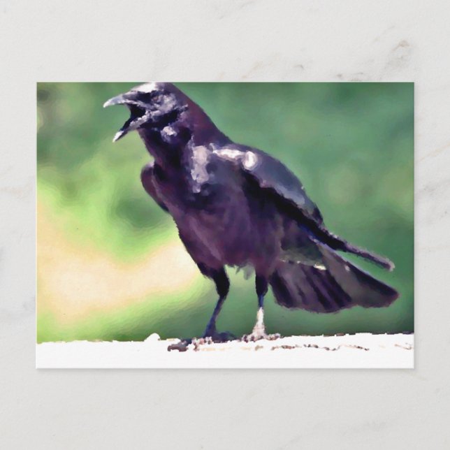 American Crow Postkarte (Vorderseite)