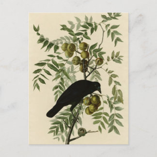 American Crow Postkarte