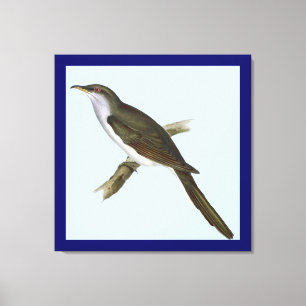 American Cuckoo Bird Canvas Print Leinwanddruck