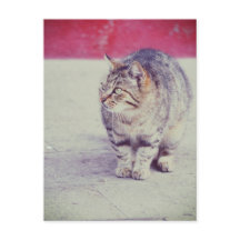 American Curl Cat Venice Italien Europa