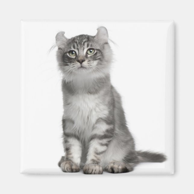 American Curl Kitten (3 Monate) Magnet (Vorne)