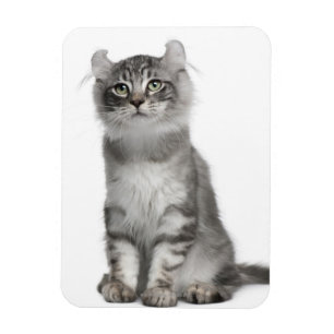 American Curl Kitten (3 Monate) Magnet