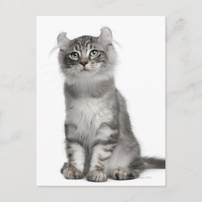 American Curl Kitten (3 Monate) Postkarte (Vorderseite)