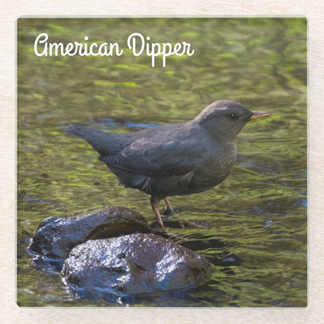 American Dipper Glasuntersetzer (Vorderseite)