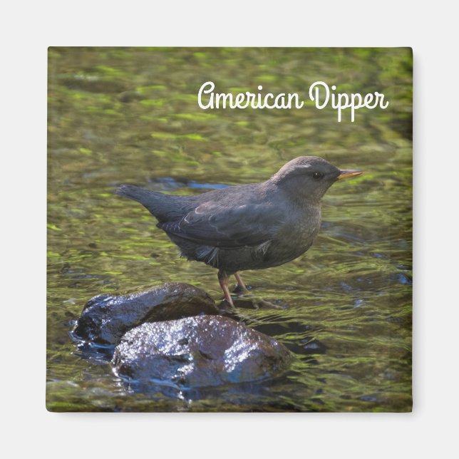 American Dipper Magnet (Vorne)