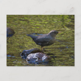 American Dipper Postkarte