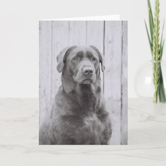 American Dog Karte (Vorderseite)