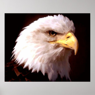 American Eagle Bald Eagle Poster Print