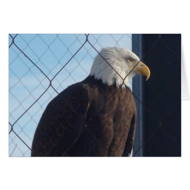 American Eagle Greetings Card (Vorderseite (Horizontal))