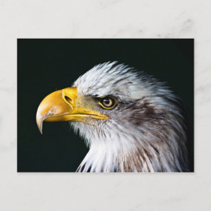 American Eagle Postcard Postkarte