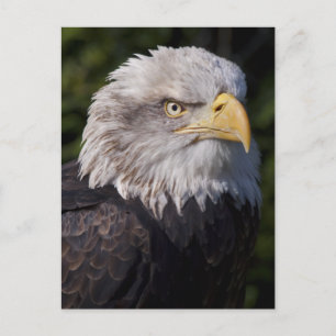 American Eagle Postcard Postkarte