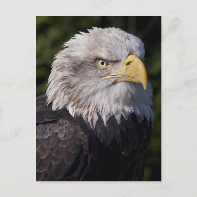 American Eagle Postcard Postkarte (Vorderseite)
