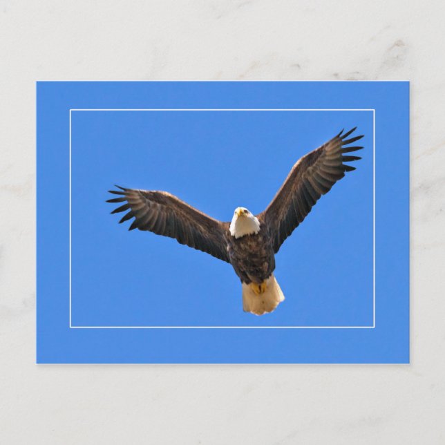 American Eagle Postkarte (Vorderseite)