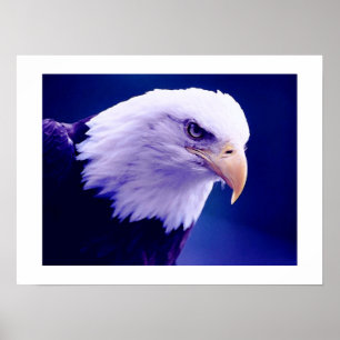 American Eagles - Bald Eagle Posters Prints Poster