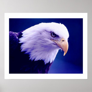 American Eagles - Bald Eagle Posters Prints Poster