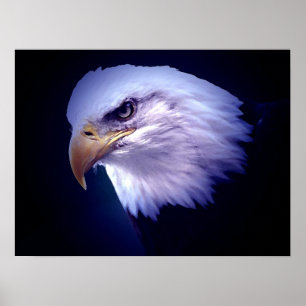 American Eagles - Bald Eagle Posters Prints Poster