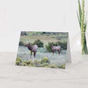 American Elk   Colorado Karte