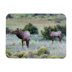 American Elk   Colorado Magnet
