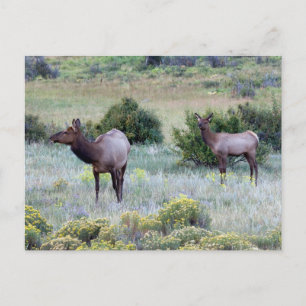 American Elk   Colorado Postkarte
