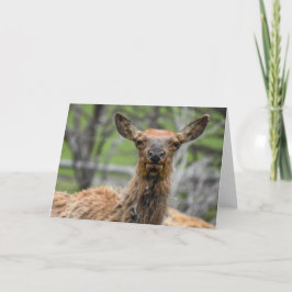American Elk Notecard Karte