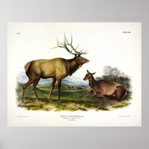 American Elk oder Wapiti Deer von Audubon Poster