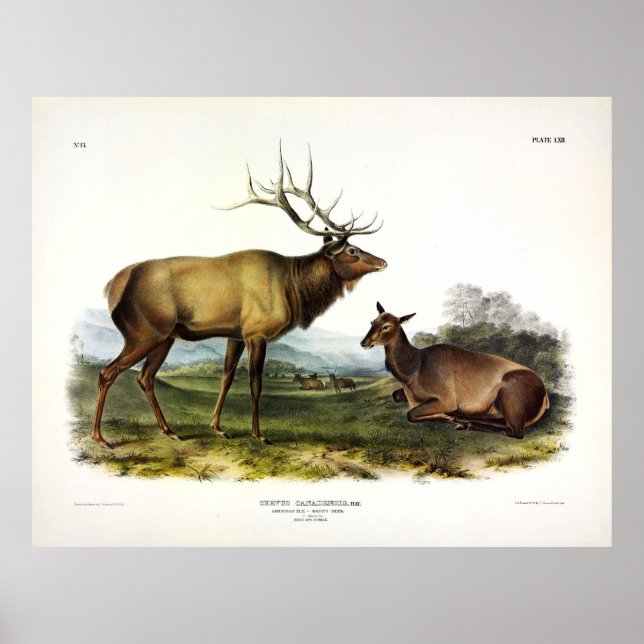 American Elk oder Wapiti Deer von Audubon Poster (Vorne)