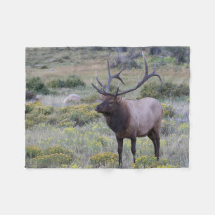 American Elk   Rocky National Park, Colorado Fleecedecke