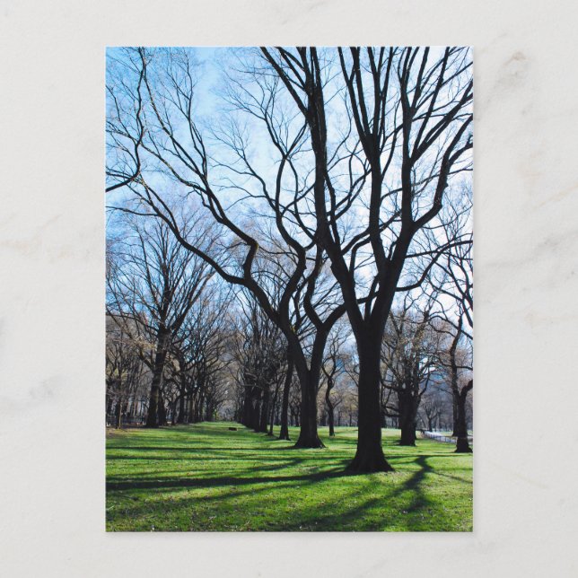 American Elm Trees Postcard Postkarte (Vorderseite)