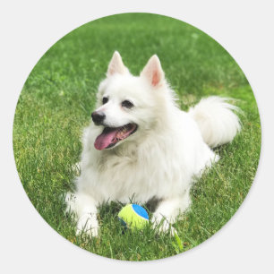 American Eskimo - Aufkleber für den Umschlag