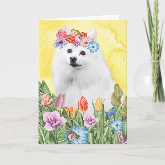 American Eskimo Blume Spring Karte (Vorderseite)