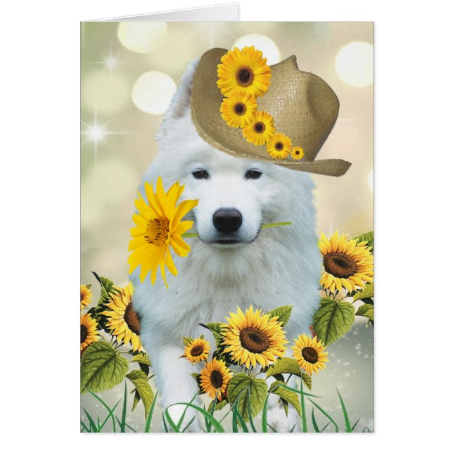 American Eskimo Daisy Dog (Vorne)