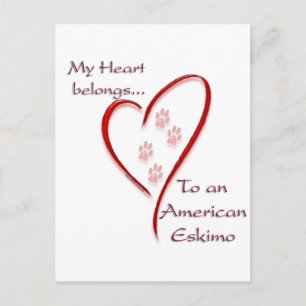 American Eskimo Dog heart Belongs Postkarte