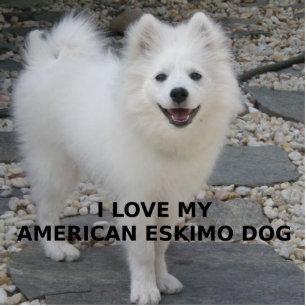 American_Eskimo_Dog_Liebe w pic Fotoskulptur Schlüsselanhänger
