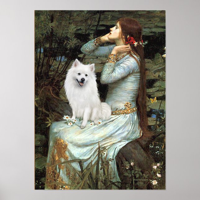 American Eskimo Dog - Ophelia sitzend Poster (Vorne)