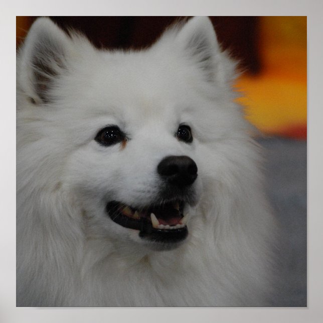 American Eskimo Dog Poster (Vorne)