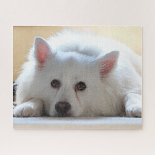American Eskimo Dog Puzzle