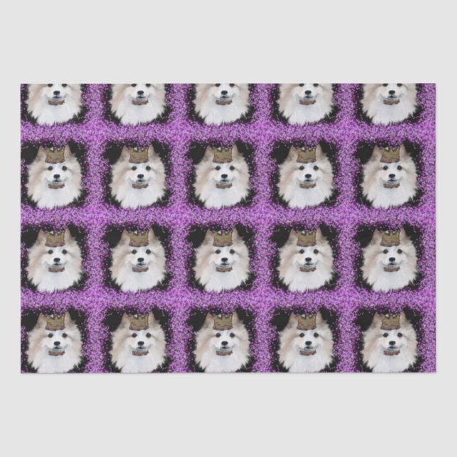 American Eskimo Dog Seidenpapier (Vorderseite)