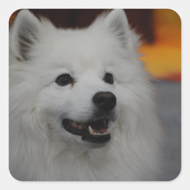 American Eskimo Dog Stickers (Vorderseite)