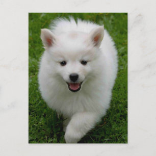 American Eskimo Eskie Puppy Doppy Blank Postkarte