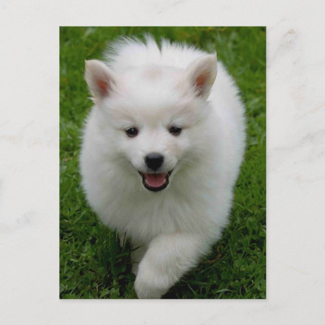 American Eskimo Eskie Puppy Doppy Blank Postkarte (Vorderseite)