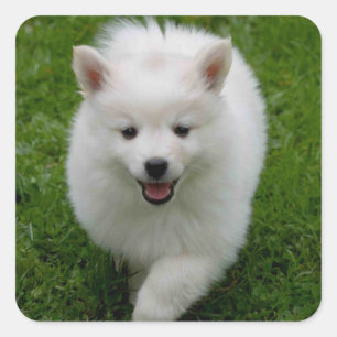 American Eskimo Puppy Docker / Label Quadratischer Aufkleber