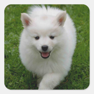 American Eskimo Welpe Hund Aufkleber / Label