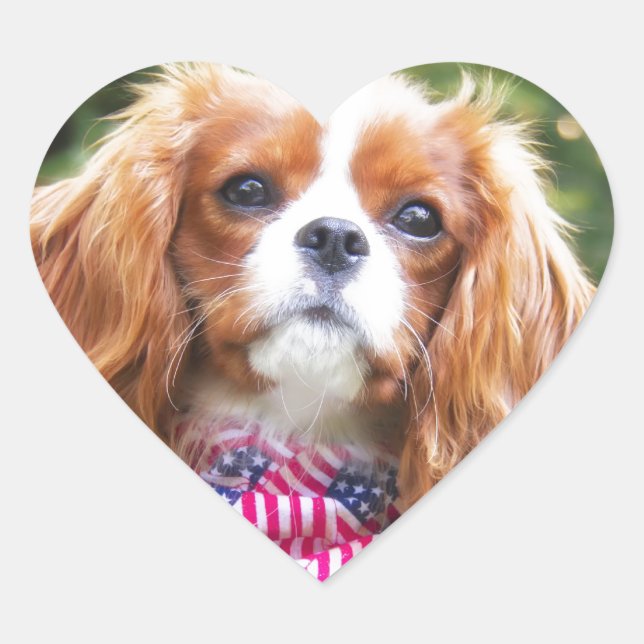 American Flag Cavalier King Charles Spaniel Puppy Herz-Aufkleber (Vorderseite)