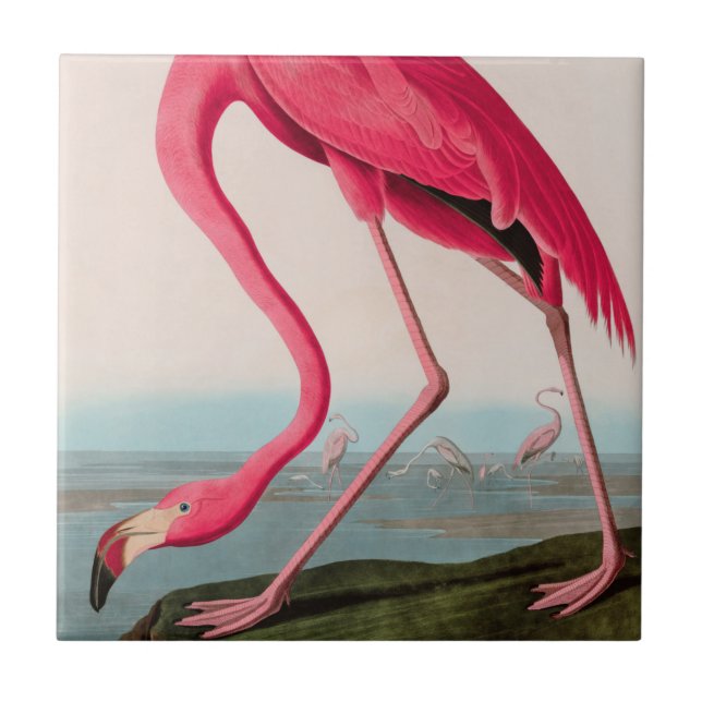 American Flamingo Birds of America Audubon Print Fliese (Vorderseite)